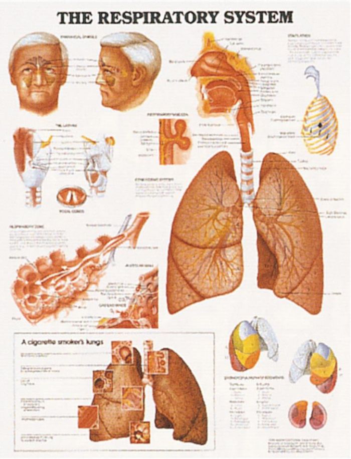 Wall Chart - The Respiratory System - (Single)