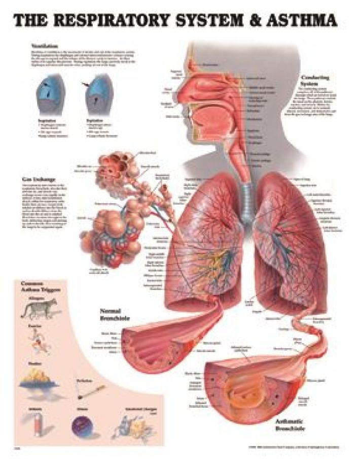 Wall Chart - The Respiratory System & Asthma - (Single)